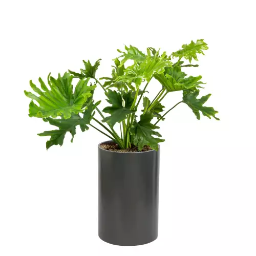 Filodendron w donicy D101C antrcyt mat