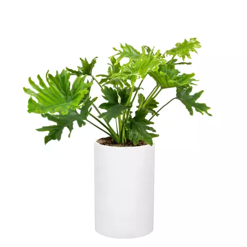 Filodendron w donicy D101C biały połysk