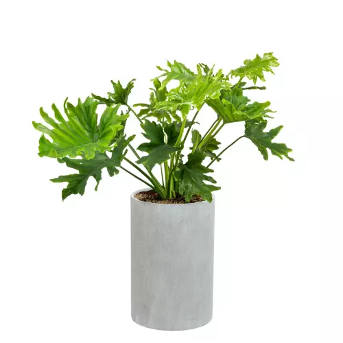 Filodendron w donicy D101C szary beton