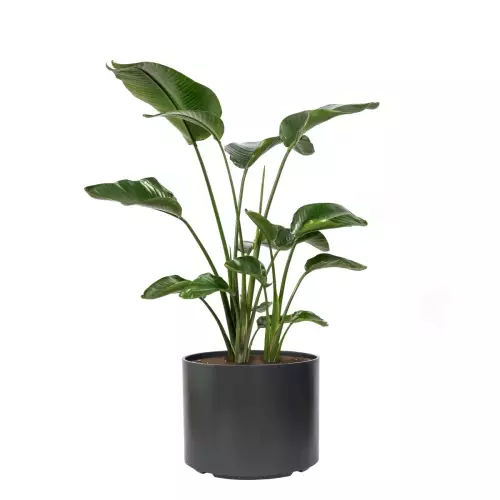 Strelicja w donicy D101CA w kolorze antracyt mat