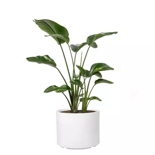 Strelicja w donicy D101CA w kolorze biały połysk