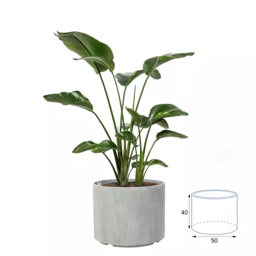 Strelicja w donicy D101CA bez wkładu