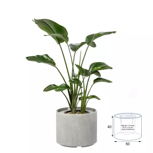 Strelicja w donicy D101CA z wkładem 17 litrów