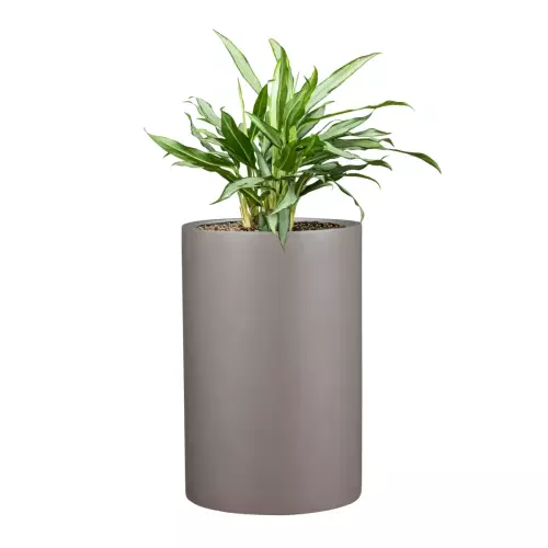 Aglaonema w szarej donicy ZADORA Classic D101C