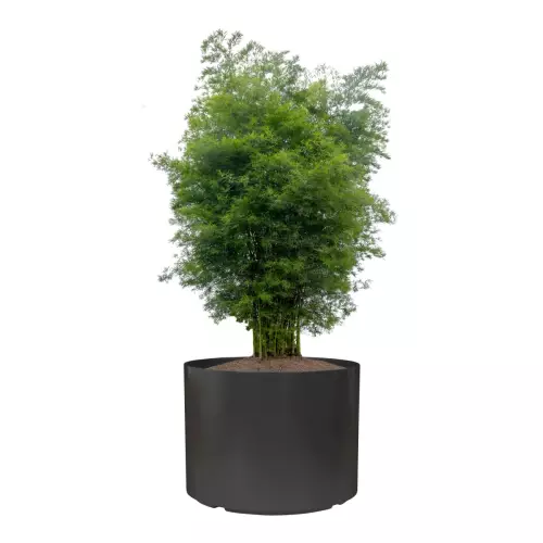 Bambus w donicy D101DC antracyt mat