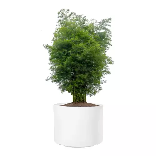 Bambus w donicy D101DC biały połysk