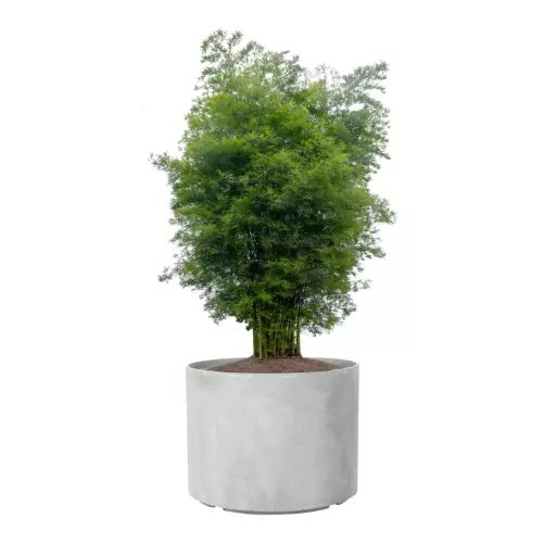 Bambus w donicy D101DC szary beton