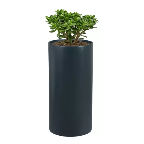Drzewko szczęścia w antracytowej donicy ZADORA Classic D101D