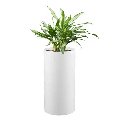 Agalaonema w białej donicy ZADORA Classic D101D