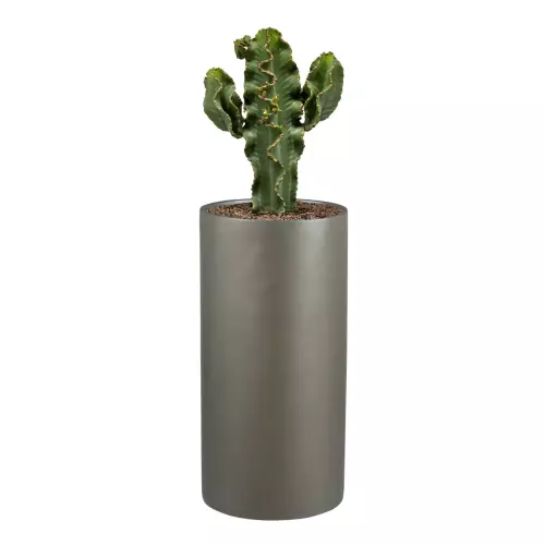 Kaktus Euphorbia (wilczomlecz) w szarej donicy ZADORA Classic D101D