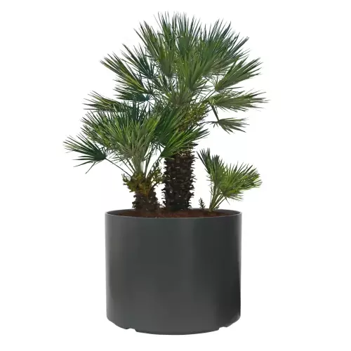 Palma karłatka w donicy D101ED antracyt mat