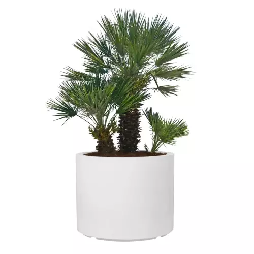 Palma karłatka w donicy D101ED biały połysk