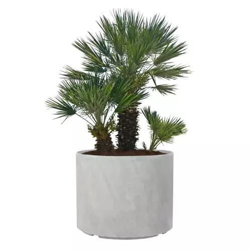 Palma karłatka w donicy D101ED szary beton