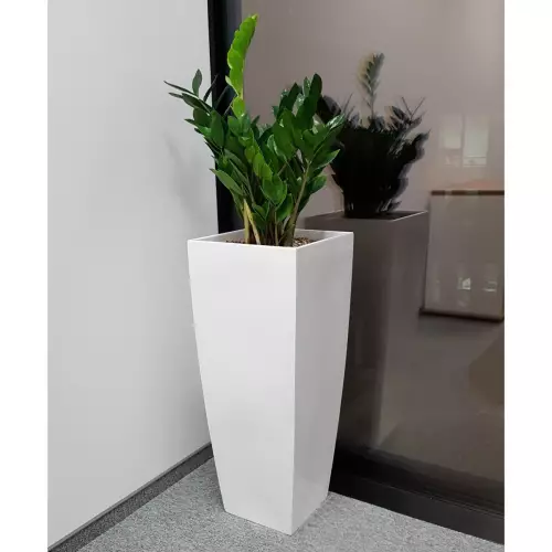 Zamiokulkas zamiolistny w białej donicy D106D