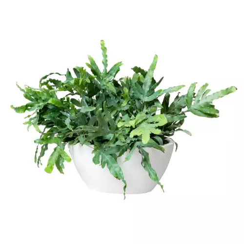 Phlebodium w białej donicy D108A