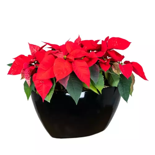 Gwiazda betlejemska w czarnej donicy D108A