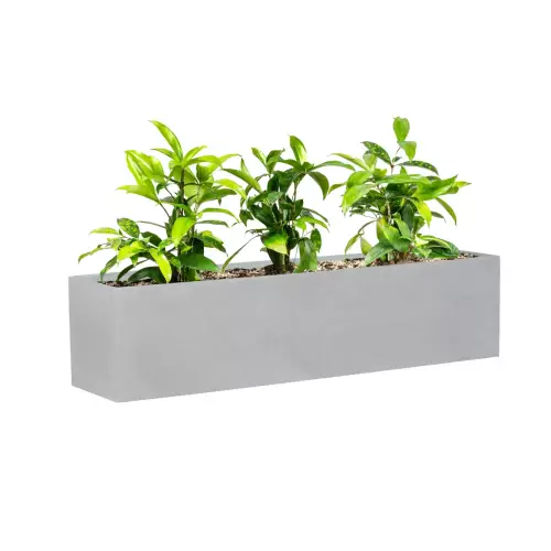 Dracena surculosa w doniczce ZADORA Classic D109A szary beton