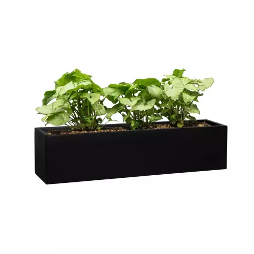 Syngonium w czarnej matowej donicy ZADORA Premium D109A
