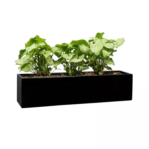 Syngonium w donicy ZADORA Premium D109A czarny połysk