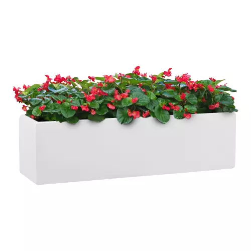 Begonie w białej donicy na parapet D109S