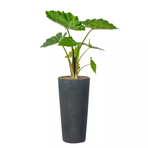 Grafitowo-betonowa donica D208C z Alokazją