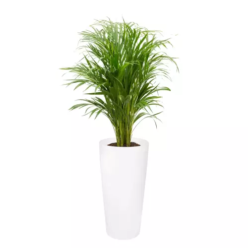 Kencja w białej donicy D208C