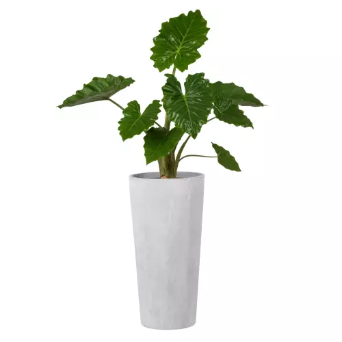 Szaro betonowa donica D208C z Alokazją