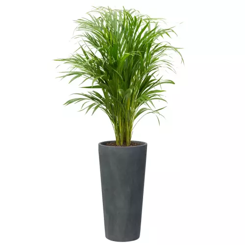 Kencja w donicy D208D grafitowy beton