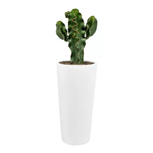 Wilczomlecz (Euphorbia) w białej donicy ZADORA Classic D208E