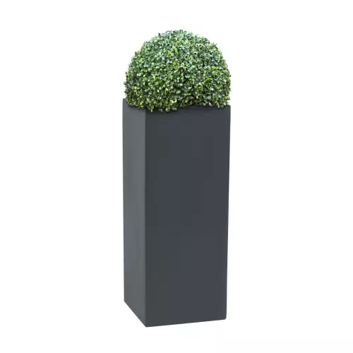 Bukszpan w antracytowej donicy D273B