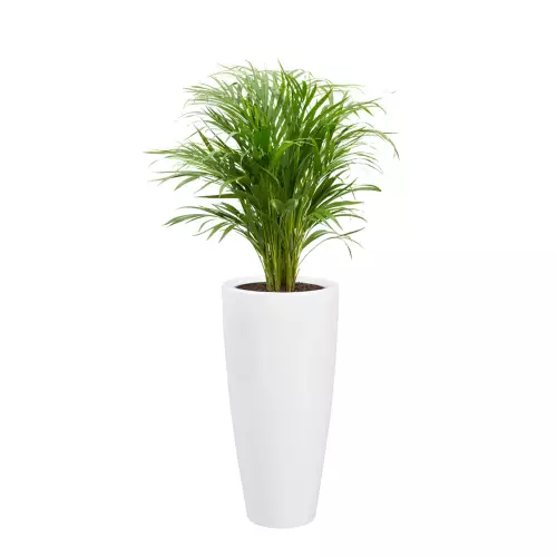 Palma Areca w białej donicy Zadora Classic D282C