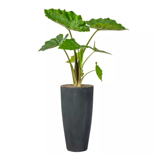 Alokazja w donicy D282D/BPD grafitowy beton