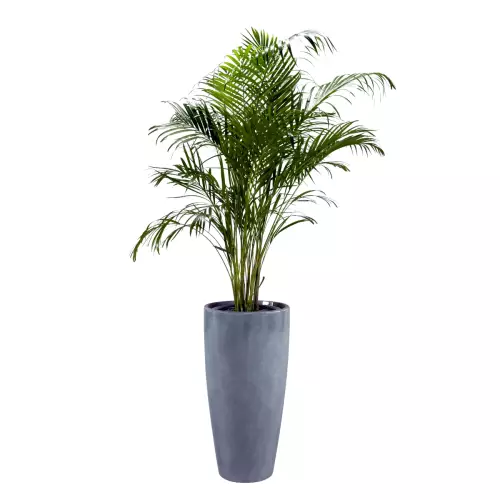 Areca w donicy D282D grafitowy beton
