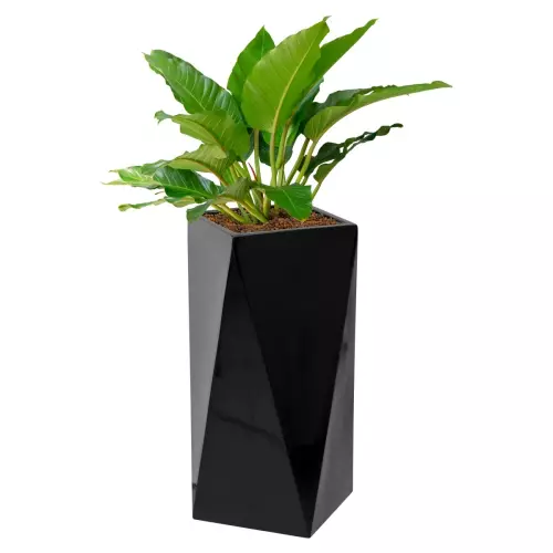 Czarna designerska donica D373B i filodendron