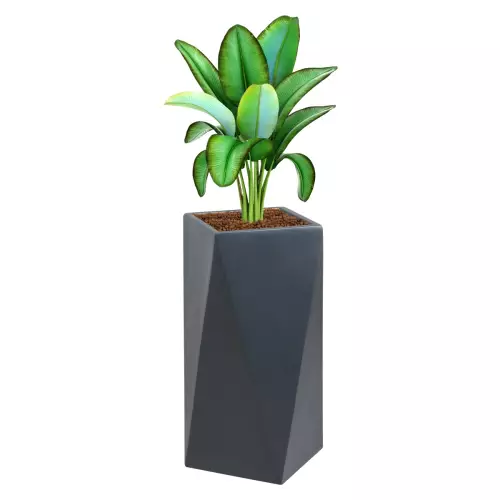 Bananowiec w designerskiej antracytowej donicy D373B
