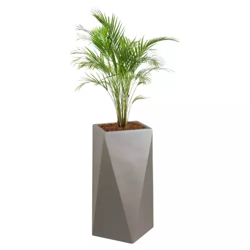 Palma chamedora w szarej donicy D373B