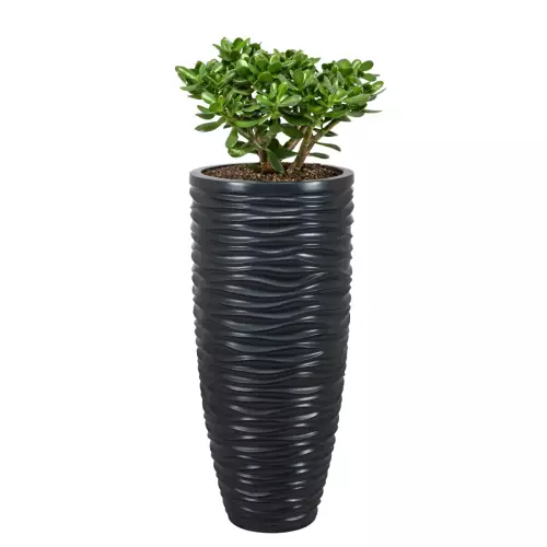 Drzewko szczęścia (Crassula ovata) w antracytowej donicy D7087D