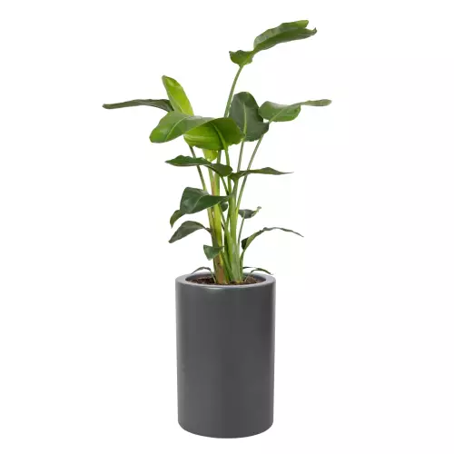 Strelicja w donicy D901BA antracyt mat