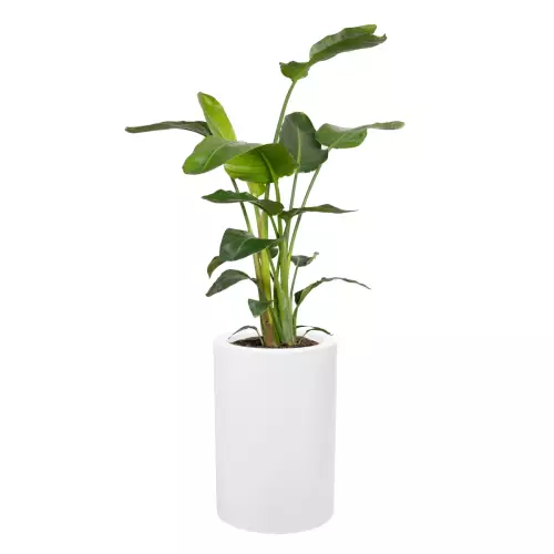 Strelicja w donicy D901BA biały mat