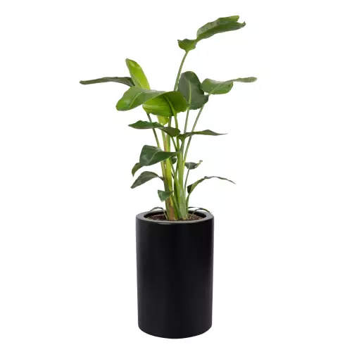 Strelicja w donicy D901BA czarny mat