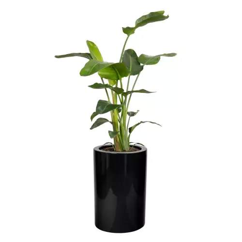 Strelicja w donicy D901BA czarny połysk