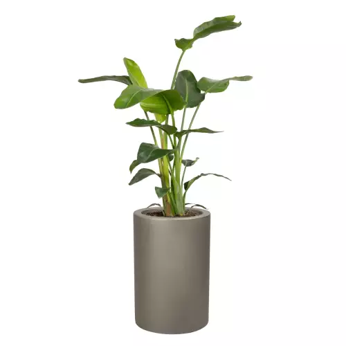 Strelicja w donicy D901BA szary mat