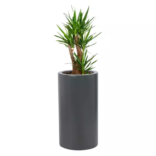 Juka w donicy D901BB antracyt mat