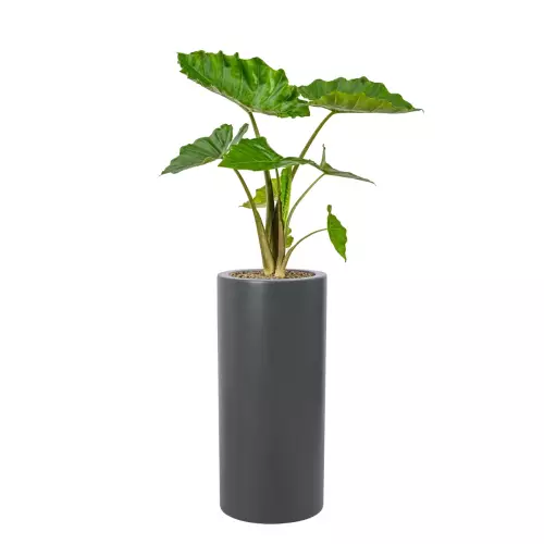 Alokazja w donicy D901BC antracyt mat