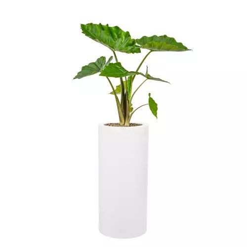 Alokazja w donicy D901BC biały mat