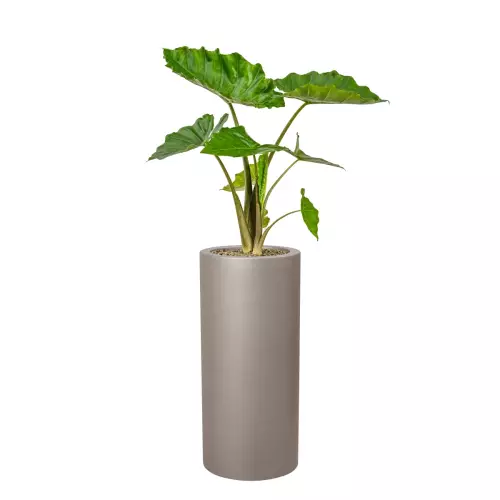 Alokazja w donicy D901BC szary mat