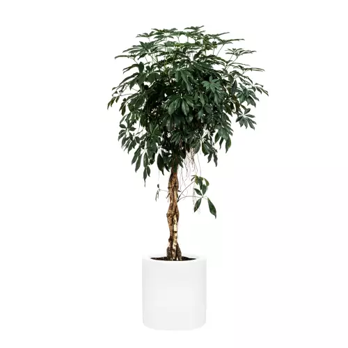 Szeflera w białej matowej donicy D901B