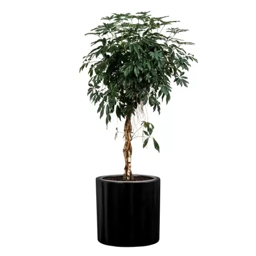 Szeflera w czarnej matowej donicy D901B