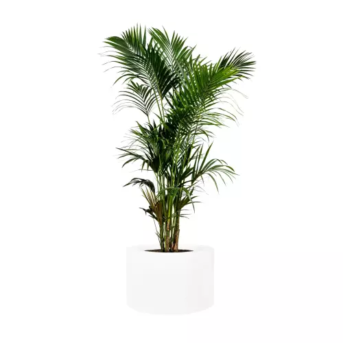 Areca w białej matowej donicy ZADORA Premium D901C