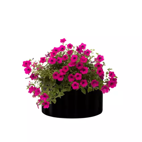 Begonie w matowej donicy D901C o średnicy 60 cm i wysokości 40 cm